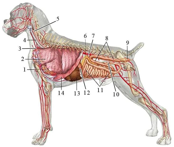 Анатомия пищеварительной системы собаки. Анатомия собаки трахея и пищевод. Кровеносная система собаки анатомия.