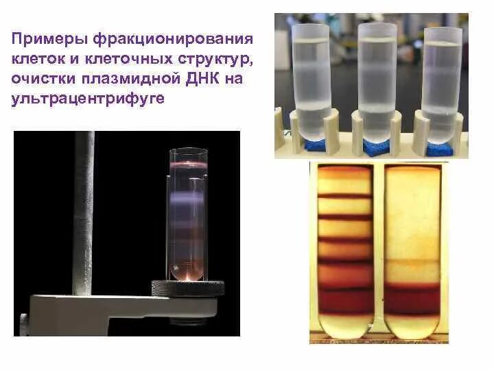 Разделение клетки под действием центробежной. Фракционирование клеточных структур методом центрифугирования. Центрифугирование крови фракции. Метод фракционирования клеток. Ультрацентрифугирование белков плазмы крови.