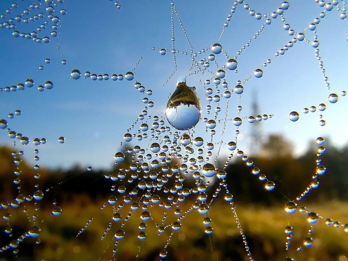 Капли дождя. Капли. Иван – медвяные росы. Дождевая капля. Листья с капельками воды.