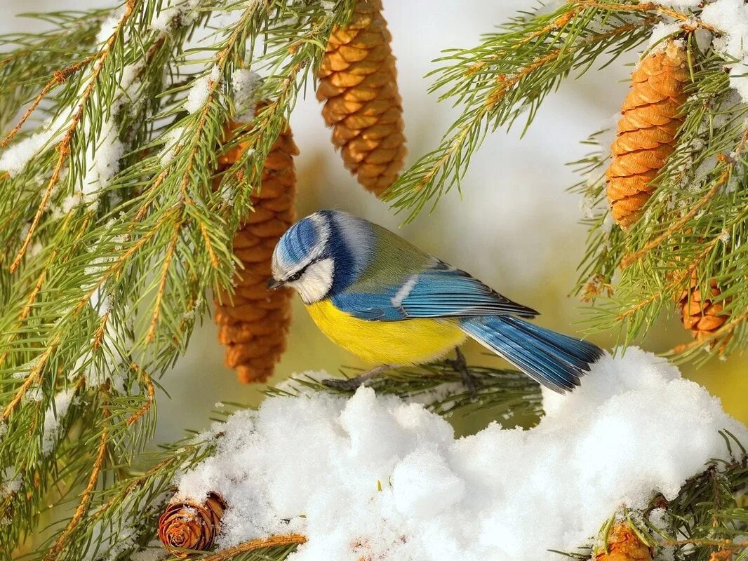 Vk birds. Синица лазоревка зимой. Зима птицы. Птицы зимой. Зимующие птицы синица.