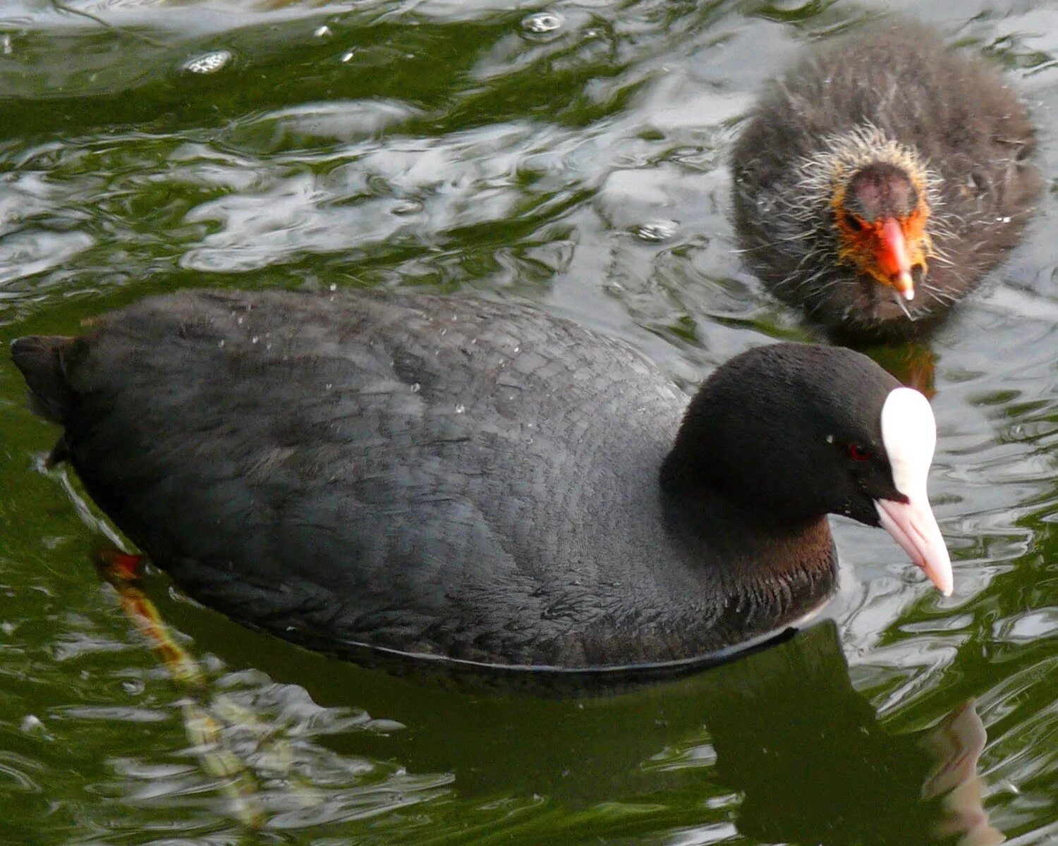 Лысуха (Fulica atra). Обыкновенная лысуха. Гагара лысуха. Лысуха пастушковые. Утка с белым лбом