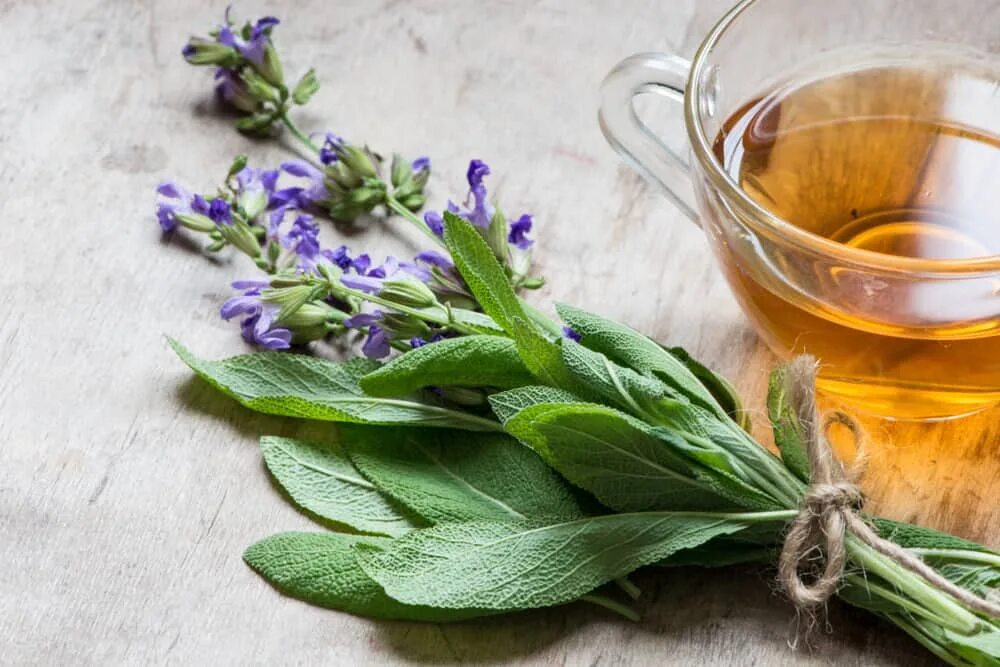 Шалфей лекарственный (Salvia officinalis). Шалфей, трава, 50г. Шалфей ада чай. Турецкий чай шалфей.