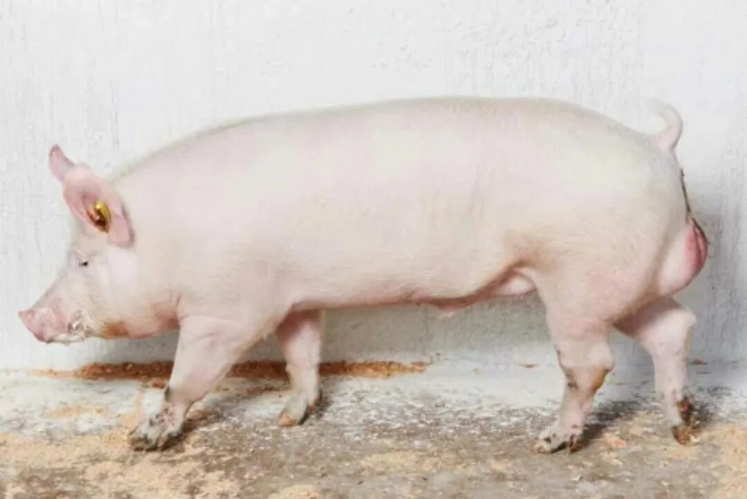 Крупная белая порода свиней хряк. Сибирская Северная порода свиней. Туклинская порода свиней. Эстонская беконная свинья. Степная свинья