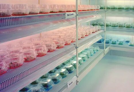 Plant tissue culture