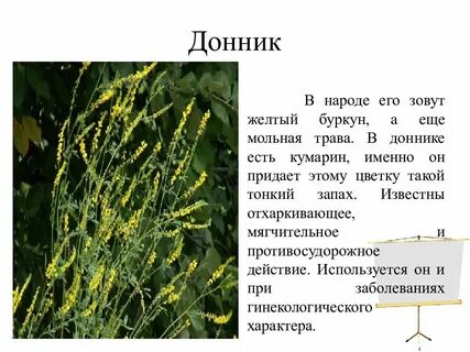 Донник желтый применение