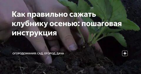 Посадка клубники осенью в открытый грунт удобрения