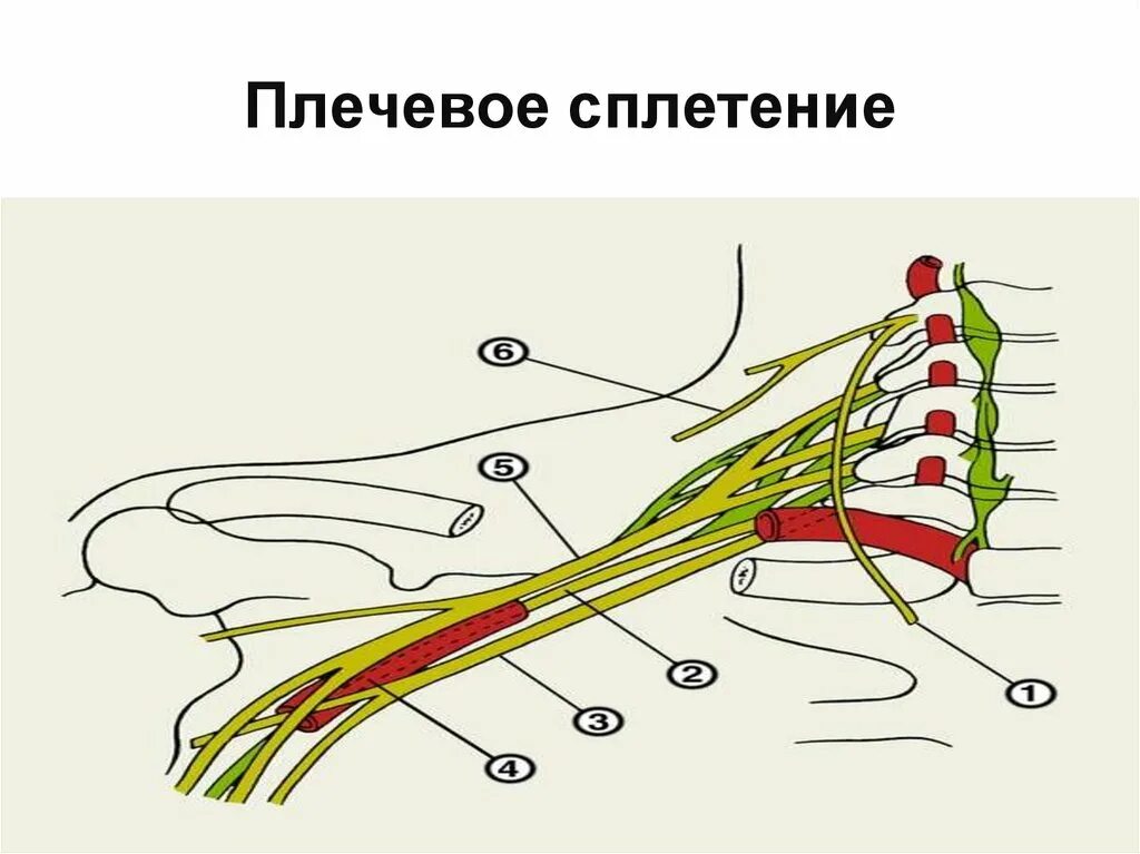 Периферические нервы и сплетения. Ветви плечевого сплетения схема. Plexus brachialis анатомия. Нервы плечевого сплетения анатомия. Плечевое сплетение (Plexus brachialis).