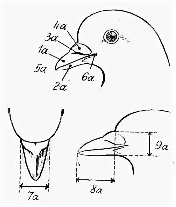голубь с глазами вперёд. схема рисования головы голубя. строение клюва птицы 7 класс биология. голубь биология внешнее строение. внешнее строение птицы голубь.