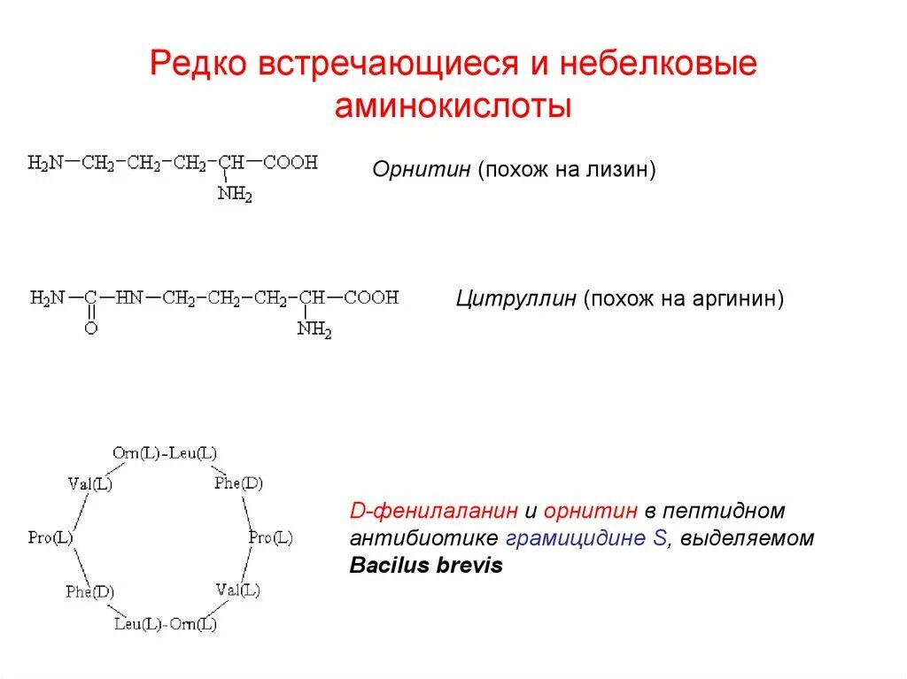 К белковым аминокислотам относится