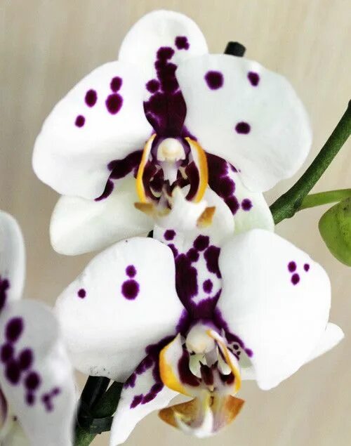 Orchid Flower Summer free image download