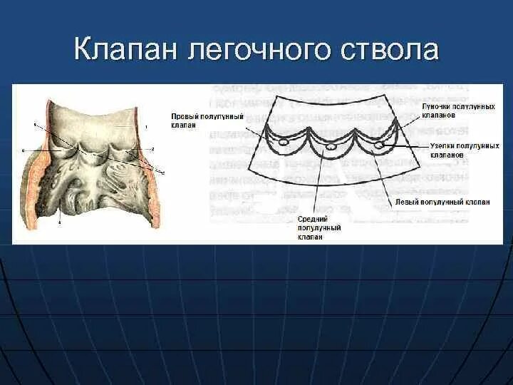 Клапан легочного ствола сердца. Строение полулунный клапан легочного ствола. полулунные створки легочного ствола. полулунные клапаны легочного ствола анатомия. клапан легочного ствола.