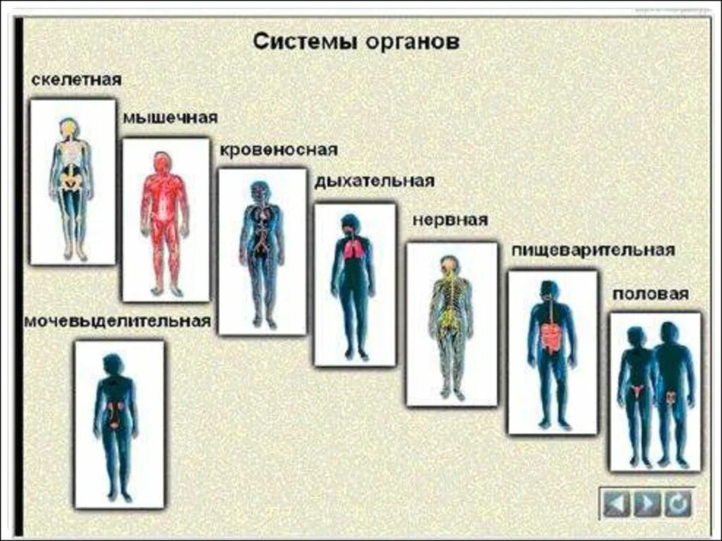 Системы органов. Системы органов организма человека. Название систем органов человека. Системы органов человека и их функции. Системы органов человека состав и функции