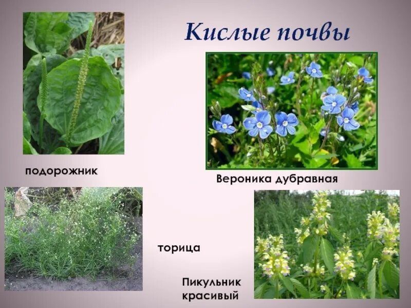 Какие сорняки на кислой почве. Сорняки индикаторы кислотности. сорняки индикаторы кислотности почвы. сорняки показатели кислотности почвы. растения индикаторы кислотности почвы растения.