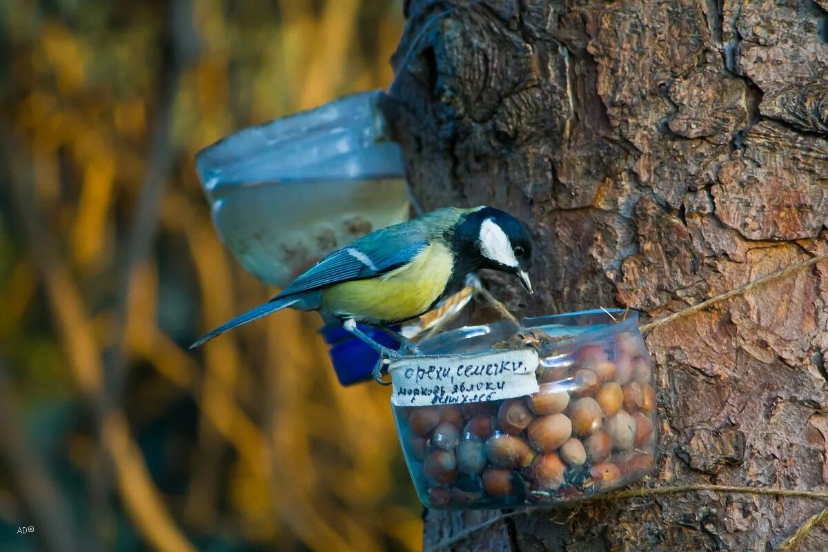 Синичка сестричка. Портрет лазоревки зимой. Синички-сестрички тетки-чечетки. Пичка. Синичка сестричка.