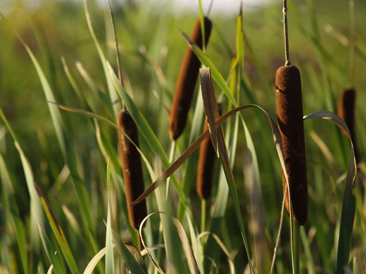 У меня камыш. Камыш рогоз осока. камыш рогоз чакан. южнорусский рогоз. рогоз cattail.