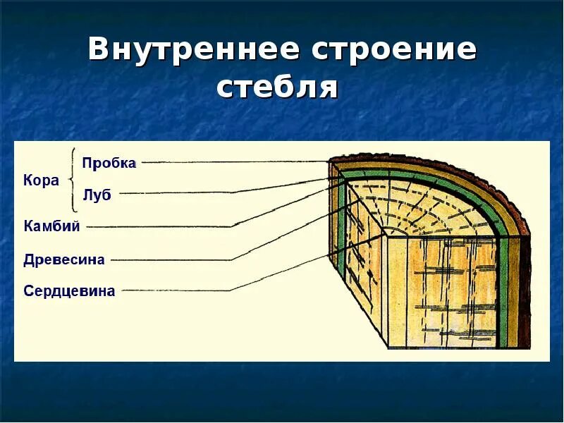 Внутреннее строение части стебля. Внутреннее строение стебля биология. Внутренне строение стебля древесных. Внутреннее строение стебля 7 класс биология. Внутреннее строение стебля 6 класс биология рисунок.