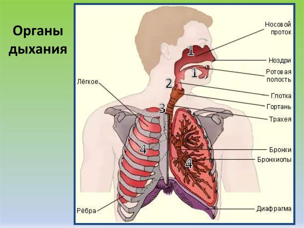 Как называется легких