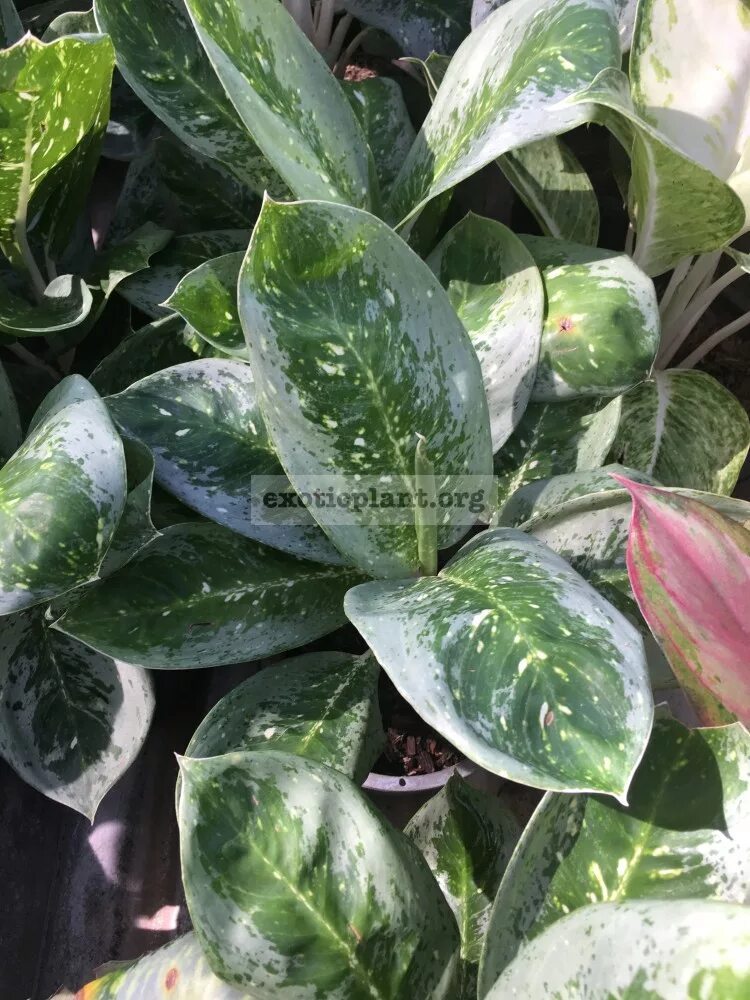 аглаонема млечный путь. аглаонема млечный путь. аглаонема грин еллоу. аглаонема милки вэй.