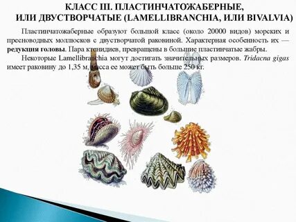 Характеристика класса двустворчатые