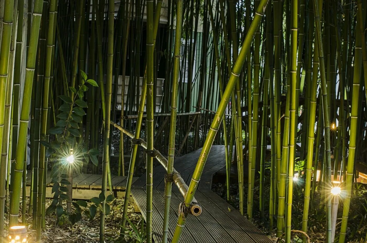 Парк Дендрарий Сочи, бамбуковая роща. Дендрарий Сочи бамбук. Заросли бамбука Дендрарий Сочи. Бамбук листоколосник.