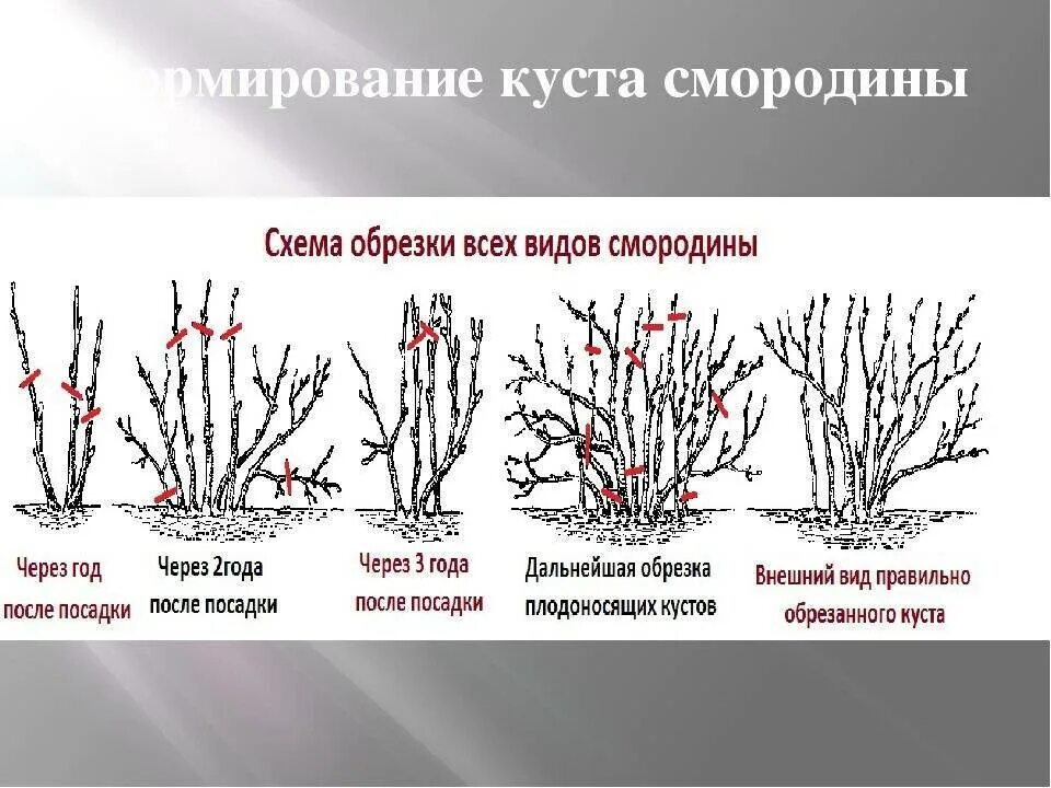 Пр брежного куста. Схема обрезки черной смородины. Схема обрезки смородины осенью осенью. Схема обрезки черной смородины весной. Обрезать смородину осенью схема.