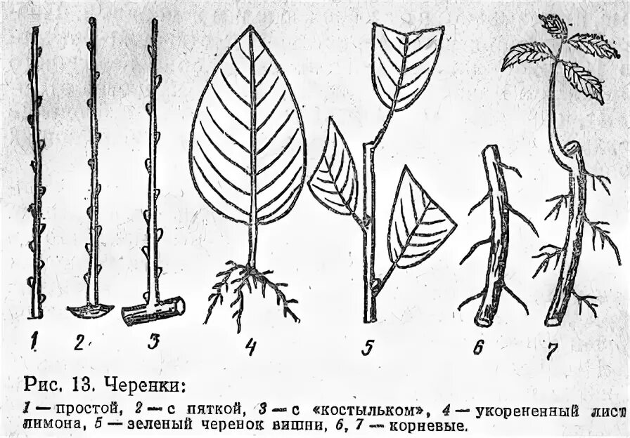 Размножение акации черенками. Зеленое черенкование вишни. зеленые черенки вишни. черенки корневая поросль черенки. размножение вишни зелеными черенками.