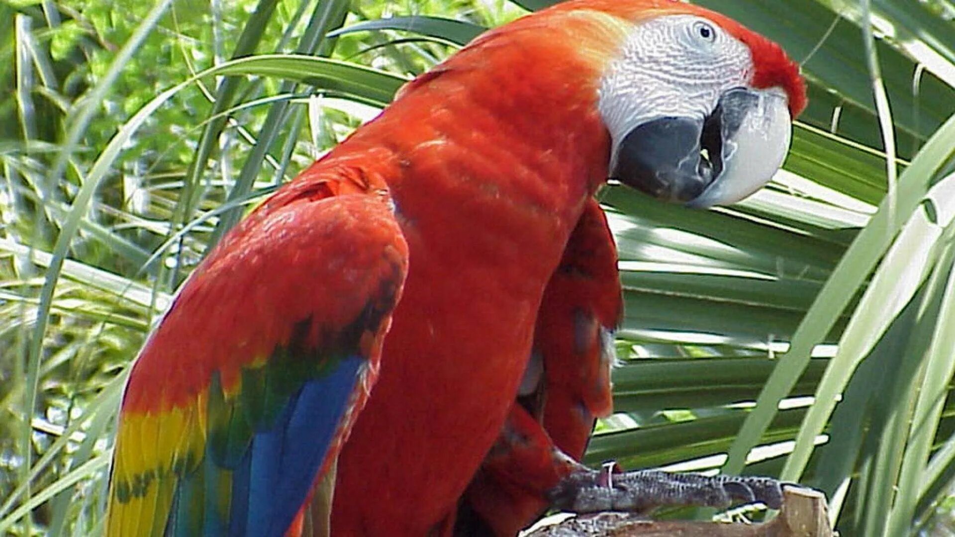 Всем известно что бывают говорящие попугаи. Попугай аратинга красный. Попугай Какаду домашний. Сенегальский попугай. Попугай Конго.