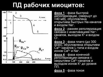Фазы типичных кардиомиоцитов