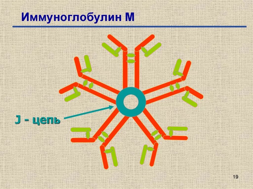 Иммуноглобулин м. Структура иммуноглобулина м. Иммуноглобулин класса м. Иммуноглобулин m строение. Антитела иммуноглобулины м