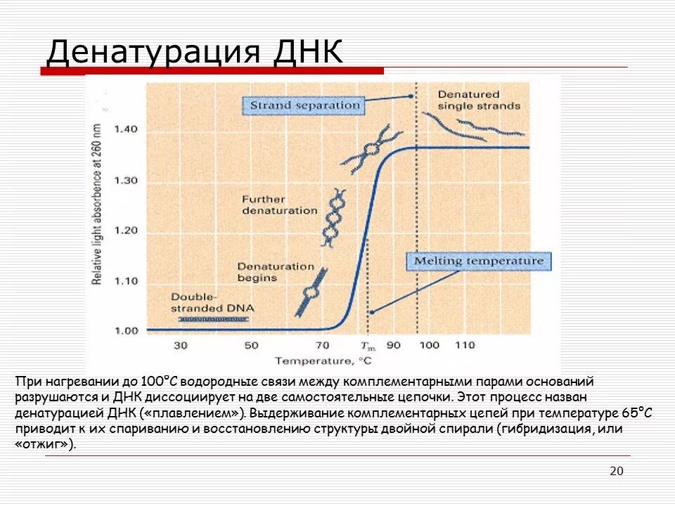 Какая температура разрушает. Температура денатурации ДНК. Денатурация ДНК график. Влияние температуры на ДНК. Кривая плавления ДНК.