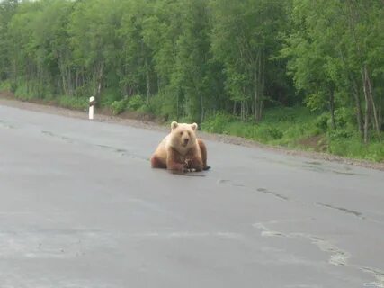 Медведь на трассе