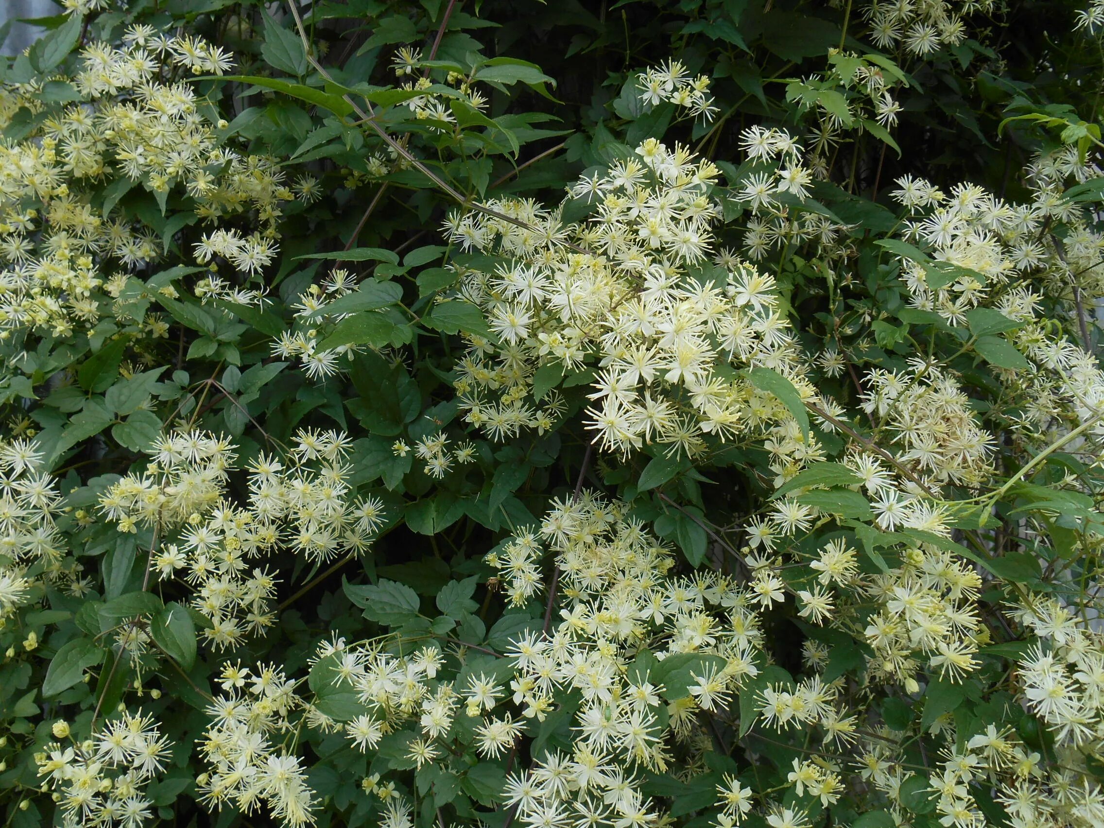 File:Clematis virginiana MN 03.jpg - Wikimedia Commons