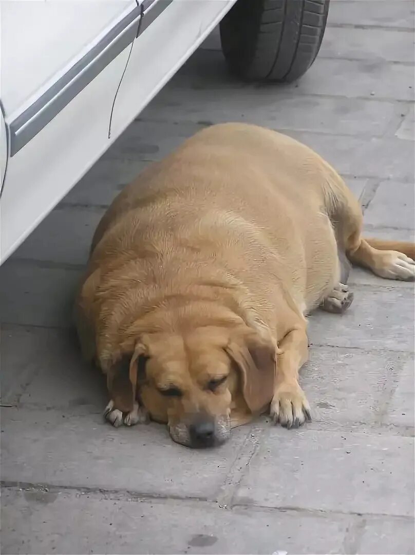 Толстая маленькая собака. Ожирение у собак. Толстый пес. Толстая собачка. Толстый щенок.