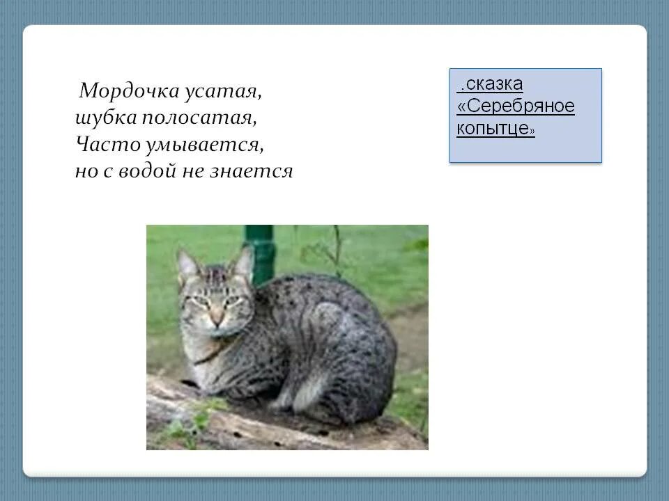 Часто умывается а с водой не знается. Мордочка усатая шубка полосатая. Мордочка усатая шубка полосатая часто умывается а с водой. Мордочка усатая. Мордочка усатая шубка полосатая загадка.