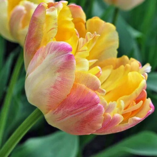 Tulip Creme Upstar - Peony Flowering Tulips - Tulips - Fall 2014 Flower Bulbs Bu