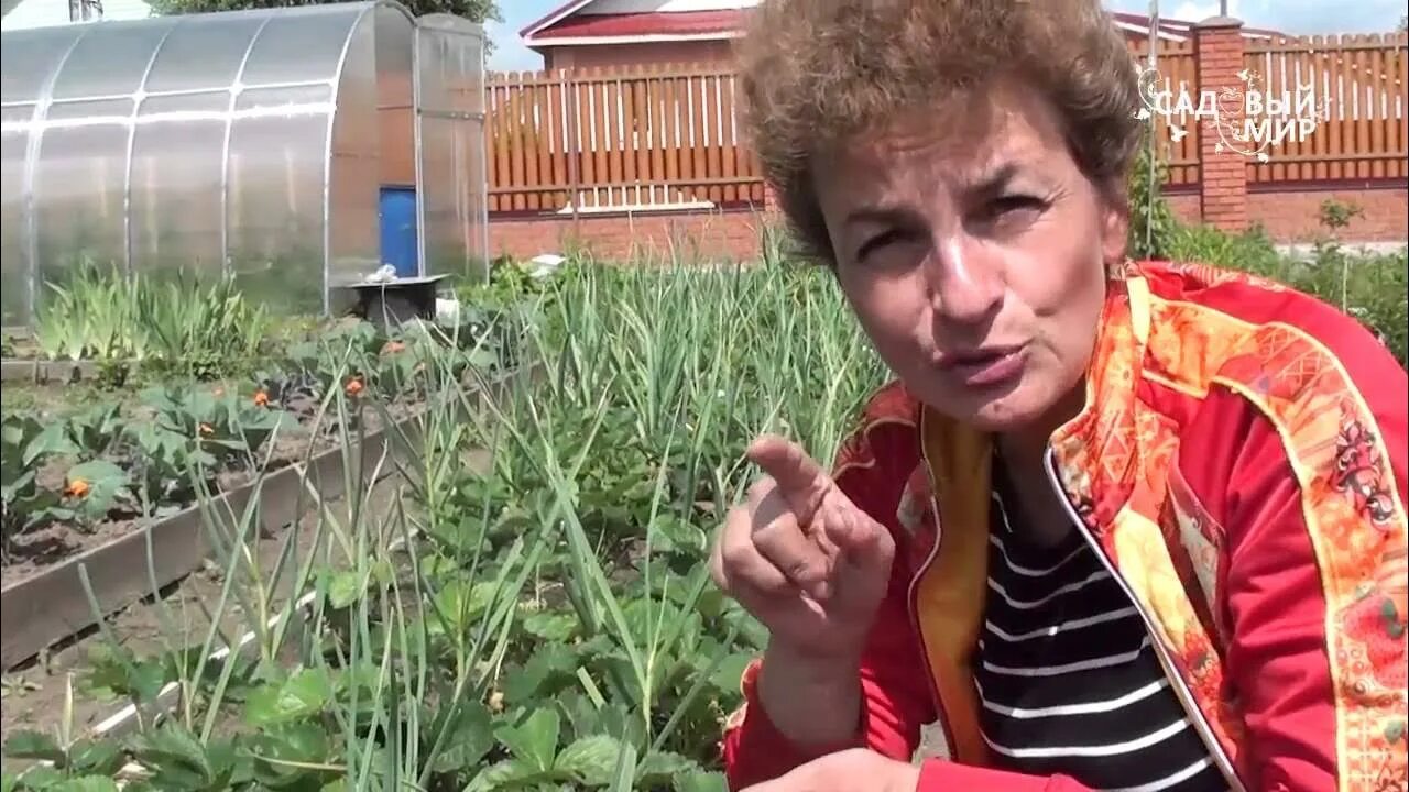 Видео сада ютуб. В чем посадить клубнику идеи садовода. Садовый гид ютуб сажаем землянику. Садовый мир ангарск. Садовый мир белгород.