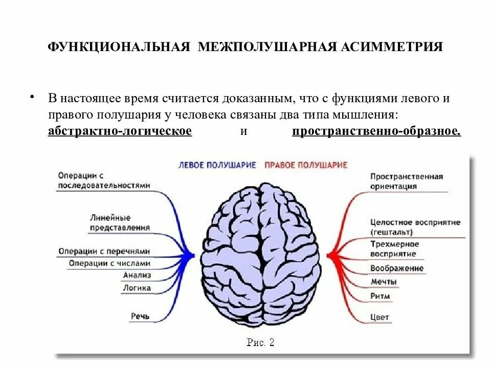 Какое полушарие важнее. Межполушарная асимметрия мозга. Функциональная асимметрия полушарий головного мозга. Левое и правое полушарие мозга. Функции левого полушария головного мозга.