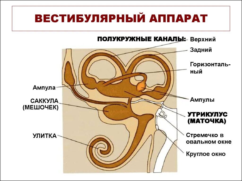 Вестибулярный аппарат внутреннего уха строение. Внутреннее ухо вестибулярный аппарат. Строение вестибулярного аппарата ампула. Внутреннее строение уха человека и вестибулярного аппарата.
