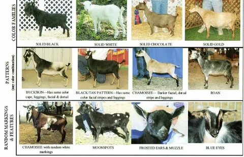 Goat перевод на русский