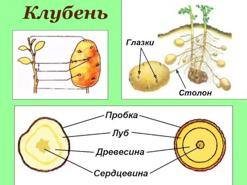 Глазки корень. Видоизмененные побеги клубень картофеля. Видоизменения побегов клубень картофеля. Клубень картофеля видоизменённый побег. Клубень картофеля это видоизмененный побег строение.