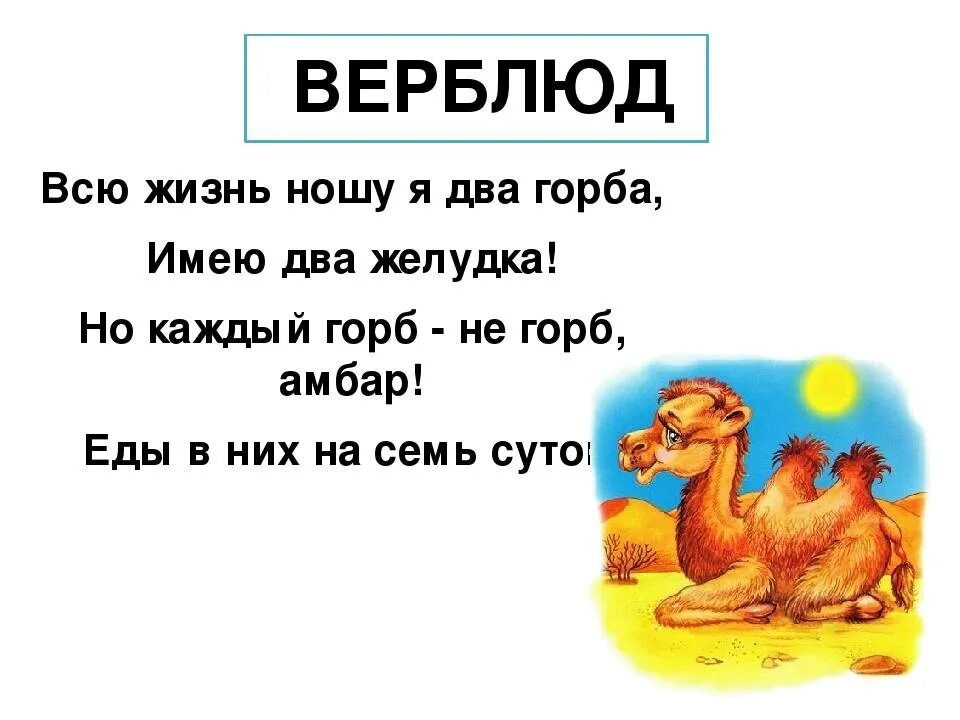 Стихотворение про верблюда для детей. Верблюд рифма. Верблюд рифма. Загадка про верблюда для детей. Верблюд.