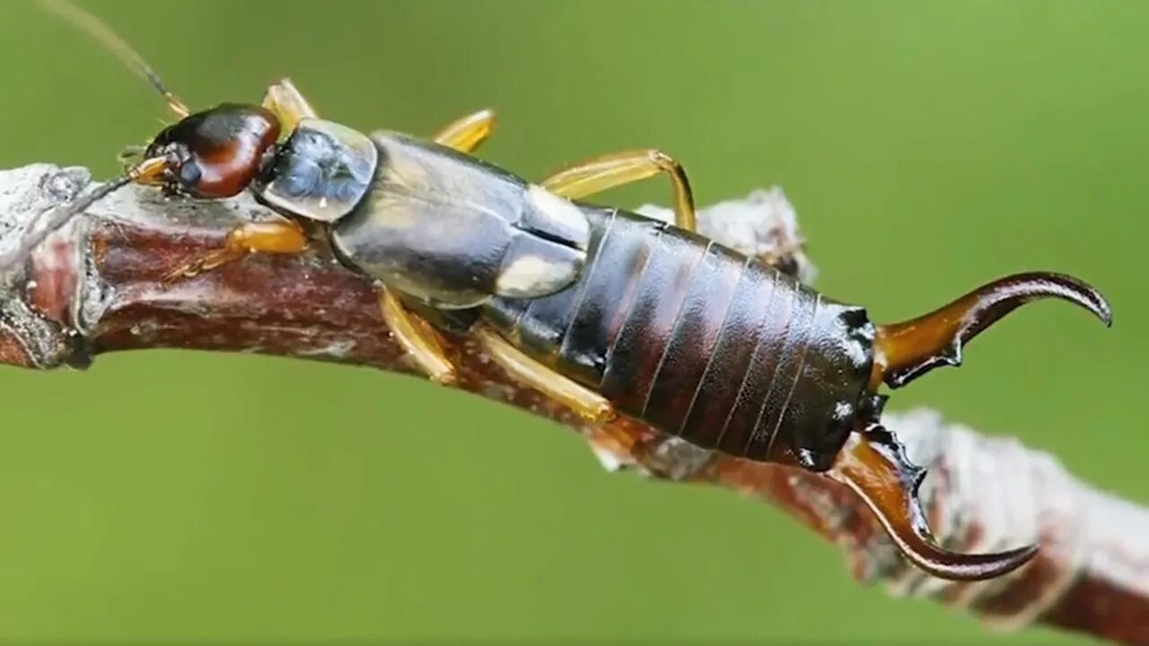 Bug ever. Biggest largest insect. bug eve.