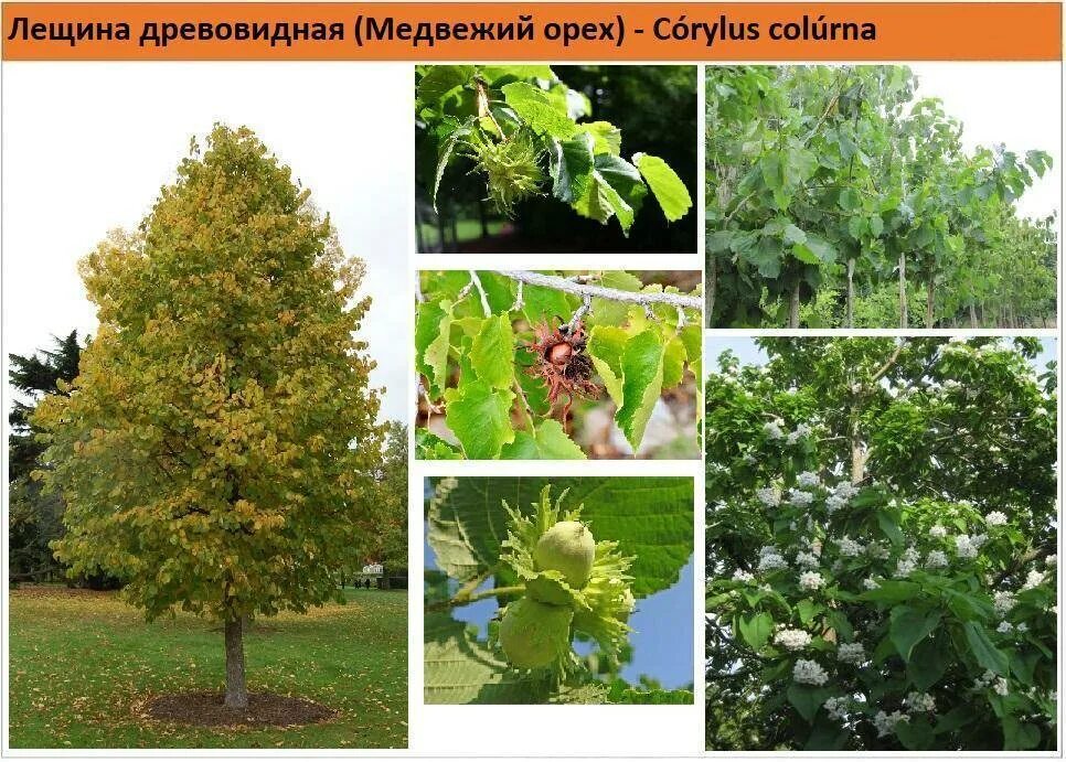 Лещина Медвежий орех. Лещина древовидная, Медвежий орех Corylus colurna. Турецкая лещина Медвежий орех. Лещина древовидная Медвежий орех высота. Чем отличается древовидная