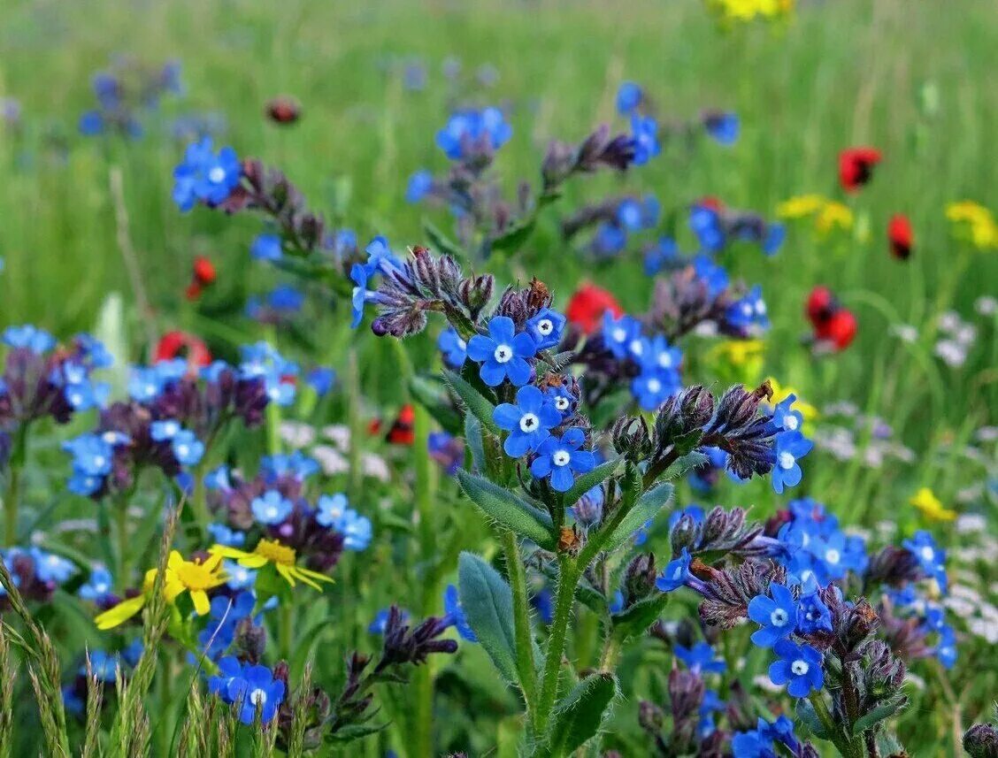 Ранние полевые цветы. Степные медоносные травы Крыма. Луговой медонос синий. Разнотравье медоносы. Цветы-медоносы разнотравье.