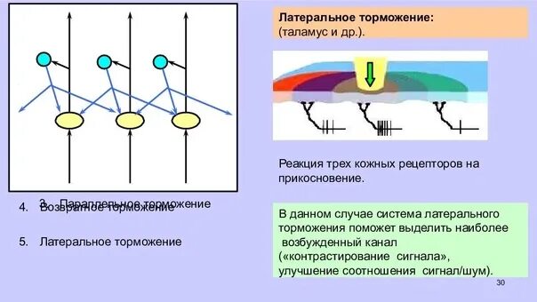 Ощущение возникают при рецепторов. Латеральное торможение. Латеральное торможение в сетчатке. Латеральное торможение схема. Латеральное торможение пример.