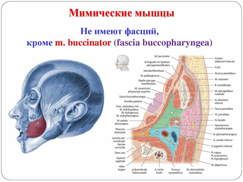 Spatium retropharyngeum. Щечно-глоточная фасция, fascia buccopharyngea. Фасция parotidea. Топография головы и шеи.