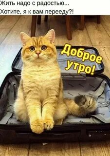 Ок мил