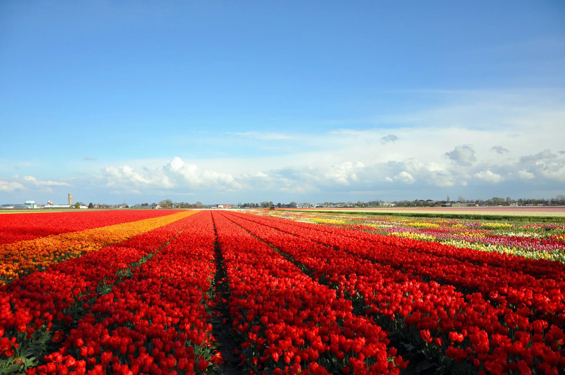 Где тюльпановые поля. Тюльпановые поля в Нидерландах. Амстердам тюльпановые поля. Тюльпановое поле Кекенхоф. Голландия тюльпановые поля мельница.