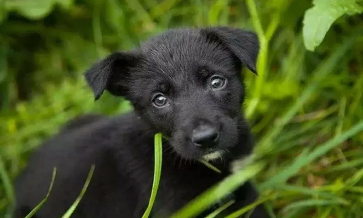 К чему снится большая добрая черная собака. Черный щенок дворняжки. Черная собачка дворняжка. Черный щенок дворняги. Черный щенок дворняги 3 месяца.