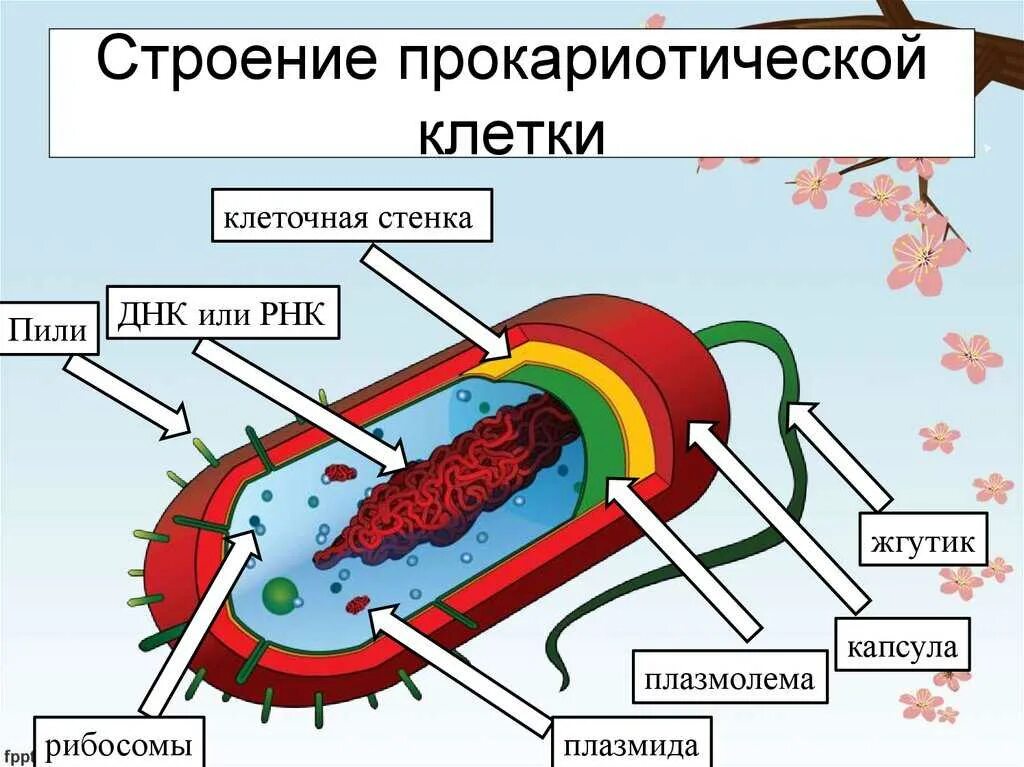 Структура клеток прокариот. Структура прокариотической клетки. Строение прокариот прокариотических клеток. Каково строение прокариотической клетки. Схема строения прокариотической клетки.